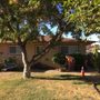 Photo of G Tree Service