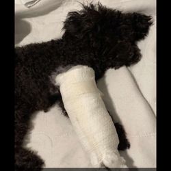 All Critter Pet Care