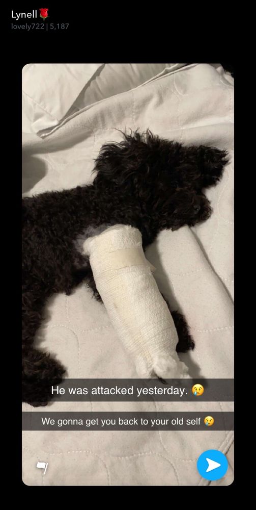 ALL CRITTER PET CARE Updated May 2024 Oak Harbor, Washington Pet Sitting Phone Number Yelp