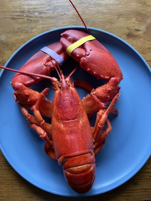 Free Range Fish & Lobster by null