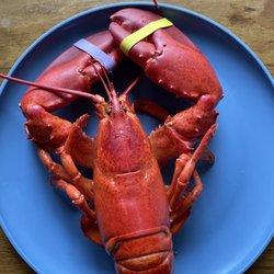 Free Range Fish & Lobster - 1 1/4 lobster, steamed