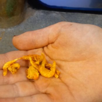 SeaQuest - Stonecrest - Handful of dried shrimp to feed the stingrays - Petting Zoos Near Me - Stonecrest, Georgia
