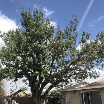 ArborCraft Tree Service - After - Tree Services Near Me - Phoenix, Arizona ArborCraft Tree Service - After - Tree Services Near Me - Phoenix, Arizona