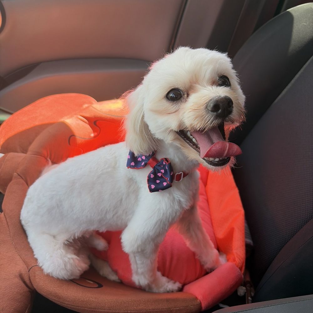 Puppy Face - My happy pup immediately after pick up! I loved the bow as an added measure :) - Pet Groomers Near Me - La Habra, California Puppy Face - My happy pup immediately after pick up! I loved the bow as an added measure :) - Pet Groomers Near Me - La Habra, California