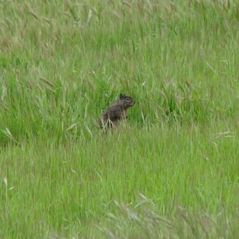 Bedwell Bayfront Park - California Ground Squirrel - Hiking Near Me - Menlo Park, California Bedwell Bayfront Park - California Ground Squirrel - Hiking Near Me - Menlo Park, California