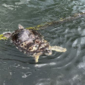 The Turtle Hospital - Veterinarians Near Me - Marathon, Florida