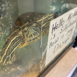 Oddballs Antiques & More - Turtle!
