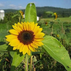 Windflower Farms - Sunflower