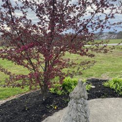Timmy the Timberwolf