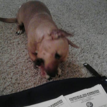 Fairfield Volkswagen - My 12lb dog the Fairfield VW tech claimed caused the airbag to fault and the Fairfield VW receipts for my multiple visits. - Car Dealers Near Me - Fairfield, Ohio Fairfield Volkswagen - My 12lb dog the Fairfield VW tech claimed caused the airbag to fault and the Fairfield VW receipts for my multiple visits. - Car Dealers Near Me - Fairfield, Ohio
