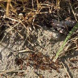 Avalanche Termite and Pest Control - Katy ant control