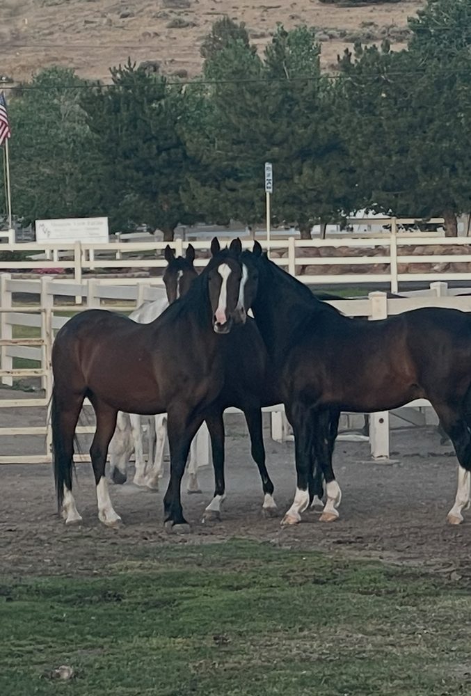 Reno Tahoe Equestrian Centre - equestrian in Reno, NV