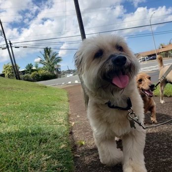 VIPaws - Dog Walkers Near Me