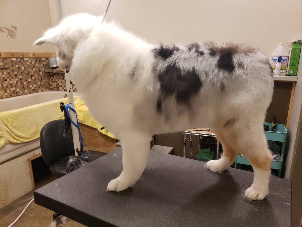 KATY’S PETCARE Updated July 2024 13 Photos 2200 Great Northern