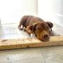 Photo of Tales Of The Paw
