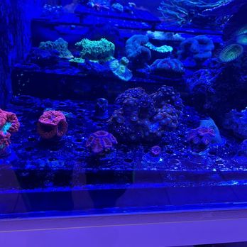 Living Reef - Aquarium Services Near Me - Orlando, Florida Living Reef - Aquarium Services Near Me - Orlando, Florida