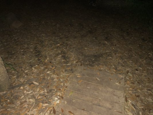 Couturie Forest by null