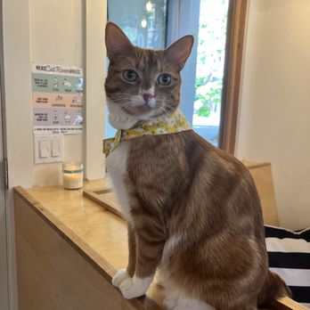 NEKO: A Cat Cafe - Themed Cafes Near Me - Seattle, Washington