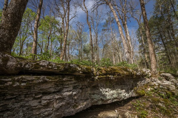 Cedars of Lebanon State Park by null