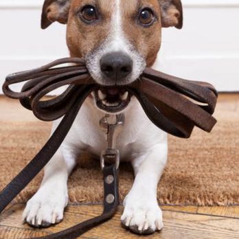 Platinum Pet Sitting - Pet Sitting Near Me