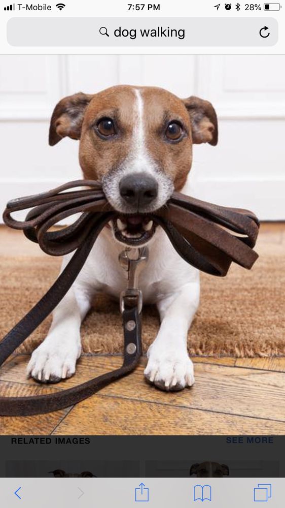 PLATINUM PET SITTING Updated August 2024 21 Photos Lutz, Florida