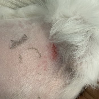Orange County Emergency Pet Clinic - The vet tech cut my dog with clipper. - Emergency Pet Hospital Near Me - Fullerton, California