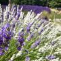 Sacred Mountain Lavender