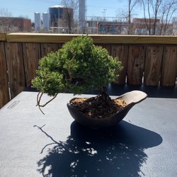 Superfly Bonsai - Bonsai