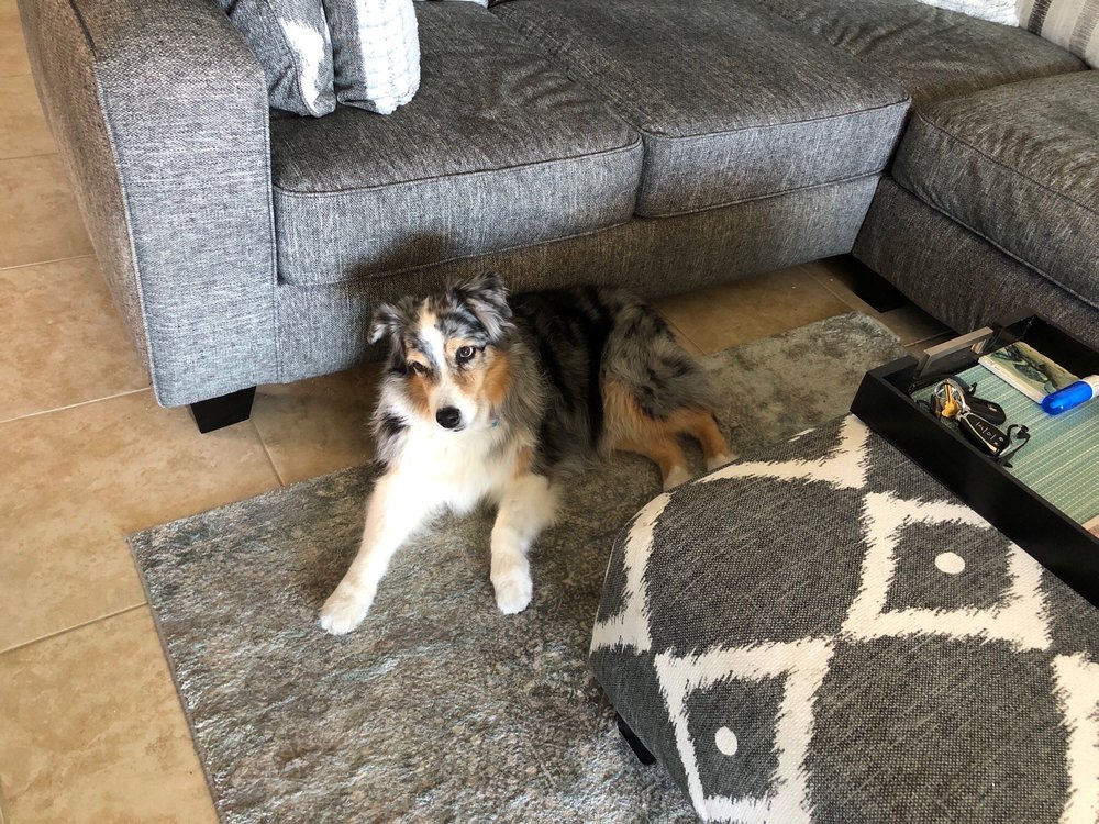 TERI’S MOBILE PET GROOMING Updated August 2024 Cape Coral, Florida