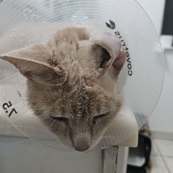 Alta View Animal Hospital - Tortillas ear surgery - Veterinarians Near Me - Mountain View, California