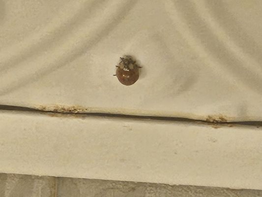 Lowell Inn - Hotel & Restaurant by null