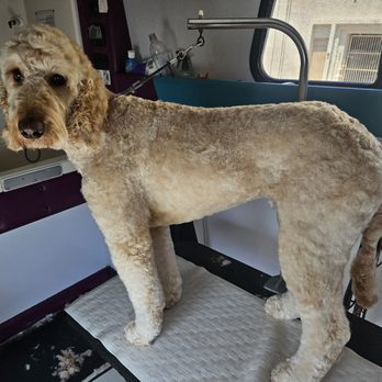Local Dog Mobile Grooming - Pet Groomers Near Me Local Dog Mobile Grooming - Pet Groomers Near Me