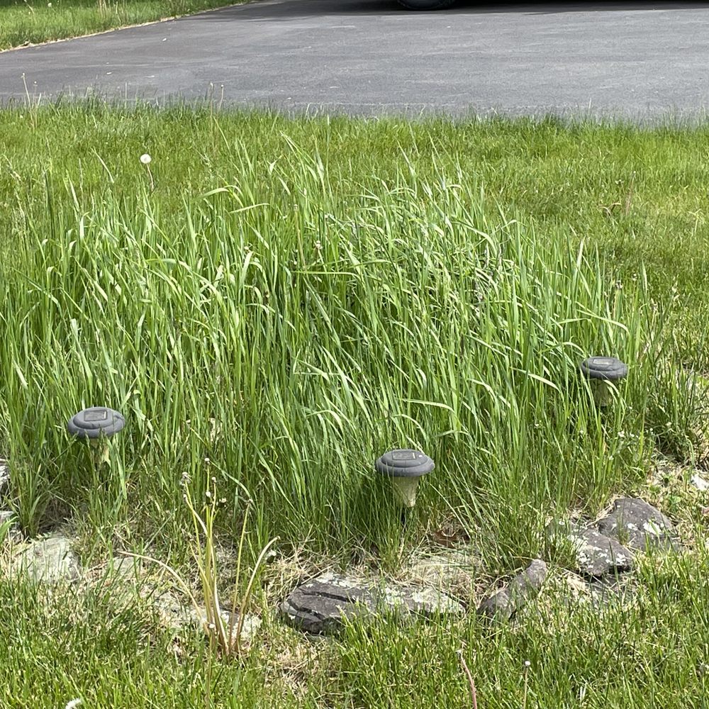 Valovich & Sons - Another island totally overgrown. - Snow Removal Near Me Valovich & Sons - Another island totally overgrown. - Snow Removal Near Me