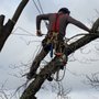 Photo of Tillis Tree Care