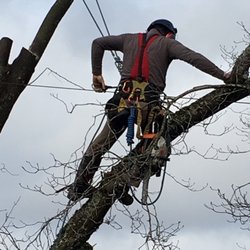 Tillis Tree Care