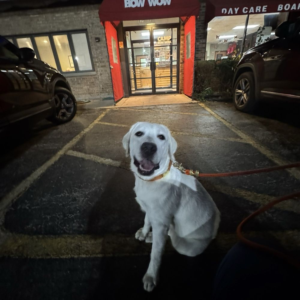 Camp Bow Wow - Pet Training Near Me - Elmhurst, Illinois
