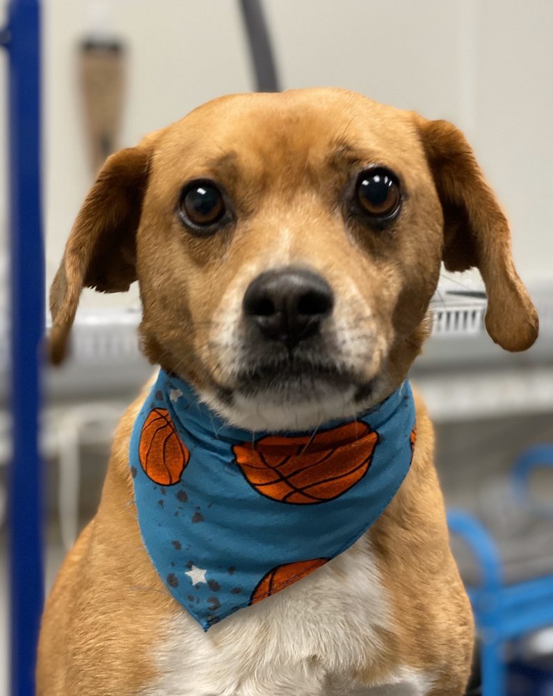 GARY’S PROFESSIONAL DOG GROOMING Updated September 2024 25 Photos