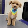 Alexander & Yonis Mobile Pet Salon