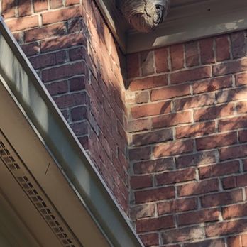 Remedy Pest Control - Hornet nest that was removed! - Pest Control Near Me - Charlotte, North Carolina Remedy Pest Control - Hornet nest that was removed! - Pest Control Near Me - Charlotte, North Carolina