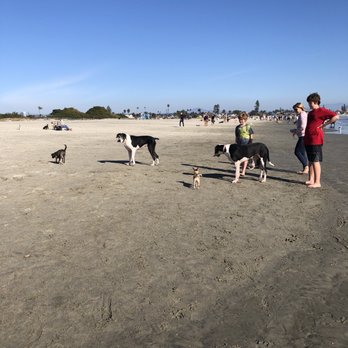 Coronado Dog Beach - Different types of dogs everywhere! - Beaches Near Me - Coronado, California