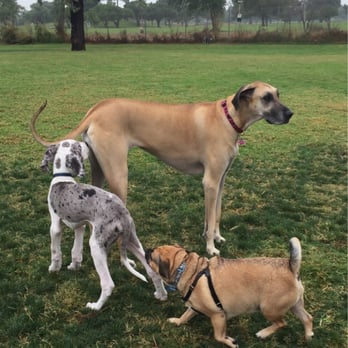 Arbor Dog Park - Short, medium, tall!!! - Dog Parks Near Me - Los Alamitos, California Arbor Dog Park - Short, medium, tall!!! - Dog Parks Near Me - Los Alamitos, California