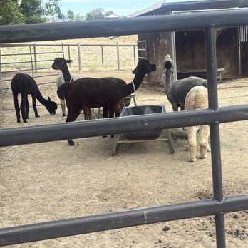 Menagerie Hill Ranch - Elpacas - Tours Near Me - Vacaville, California Menagerie Hill Ranch - Elpacas - Tours Near Me - Vacaville, California