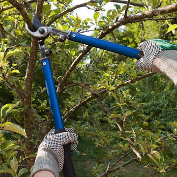 Myrtle Beach Tree Removal - Tree Services Near Me - Myrtle Beach, South Carolina Myrtle Beach Tree Removal - Tree Services Near Me - Myrtle Beach, South Carolina