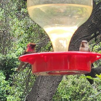 The Hummingbird Sanctuary - Parks Near Me - Santa Paula, California The Hummingbird Sanctuary - Parks Near Me - Santa Paula, California