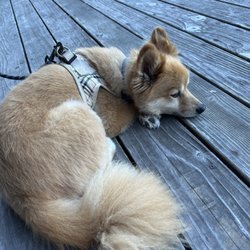 Olema Cottages - Our animal loves the new place, better view, owners and accommodations-