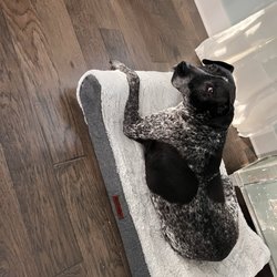 Grand Prairie Veterinary Services - Bella girl
