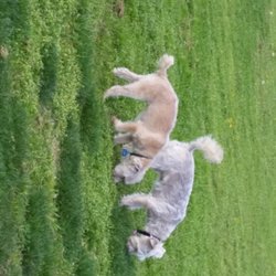 Madera dog park - Lots of things to sniff at the dog park