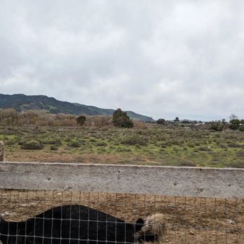 Ostrichland USA - Attraction Farms Near Me - Solvang, California