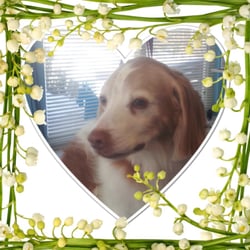 The Dog & Cat S'Paw - Th a has got to be the sweetest face I have ever seen