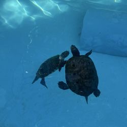 Seascape Aquatics